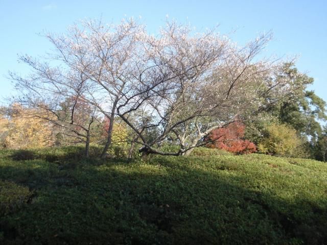 紅葉と四季桜