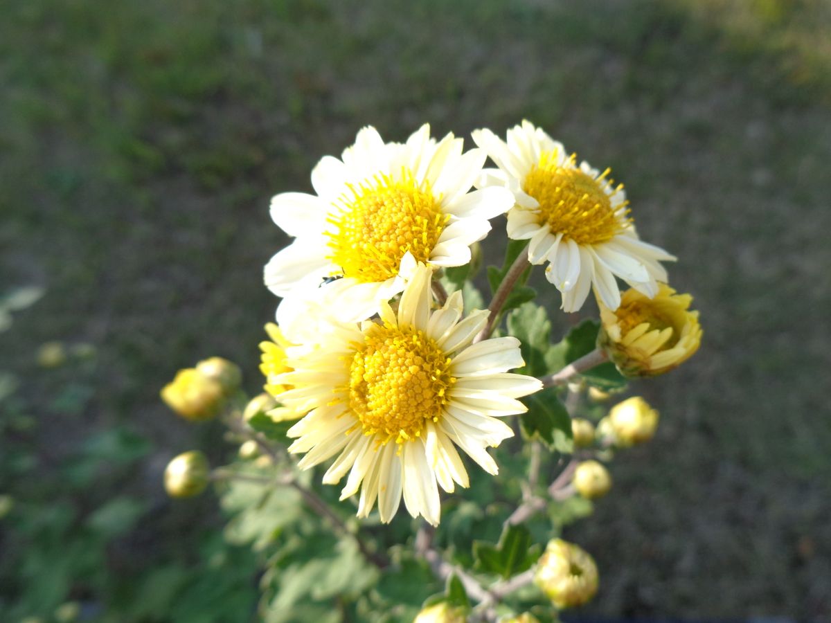 淡い黄色のお花たち