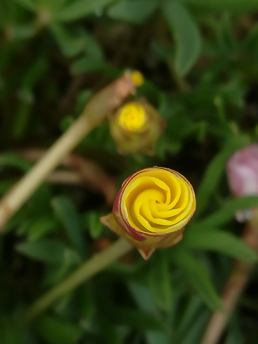 我が家の花💛黄色編⑤