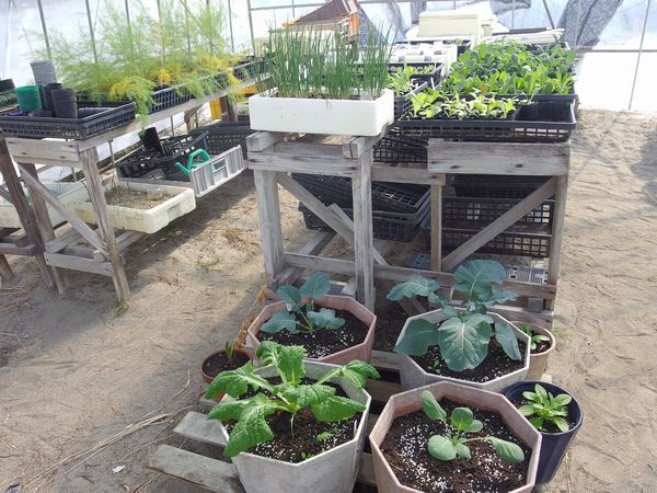 温室で野菜苗の栽培