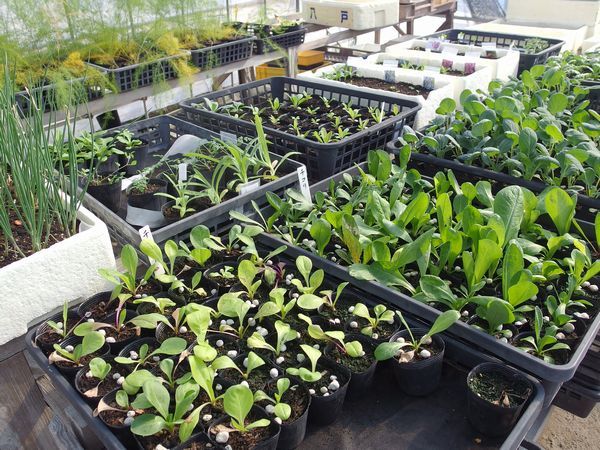 温室で野菜苗の栽培
