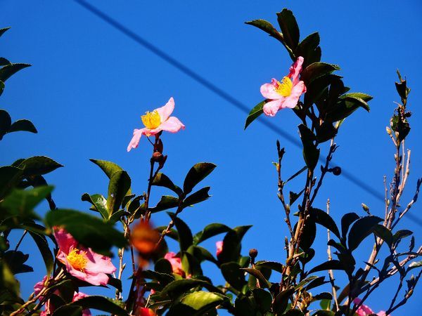 青空に咲くバラとサザンカ