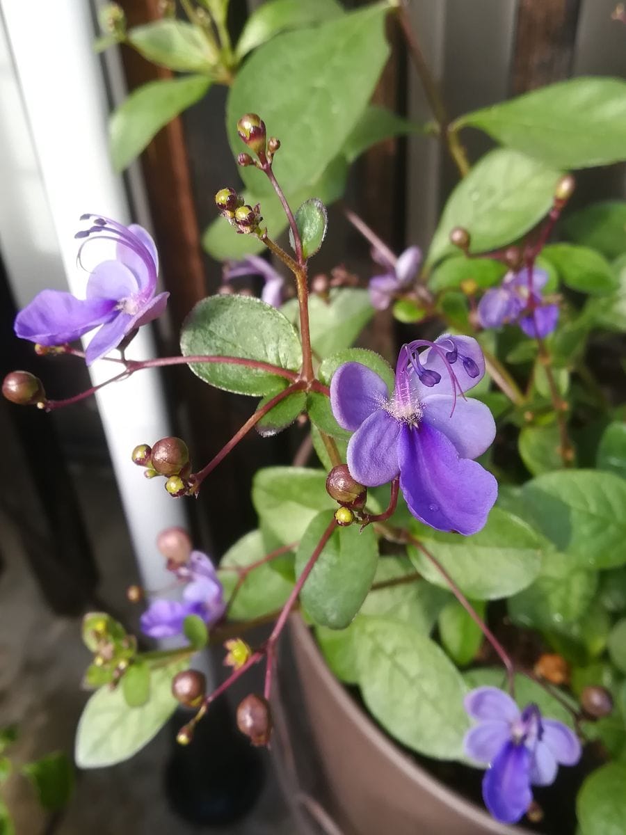 球根植え付け&amp;その他イロイロ作業☘️