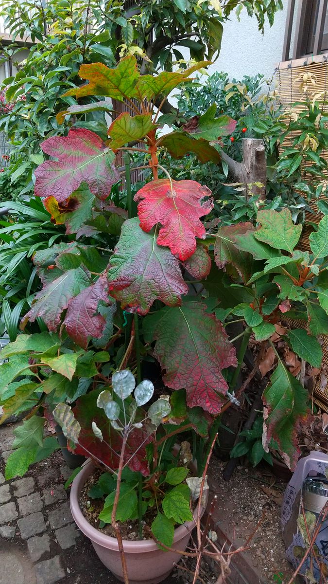 ☆紅葉～🍁柏葉アジサイ三種 ～✨