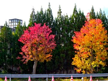 近所の紅葉