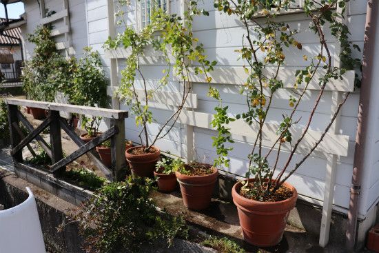 つるばらの鉢植え替え