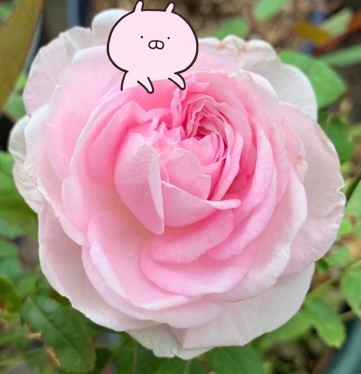 今日の花と薔薇