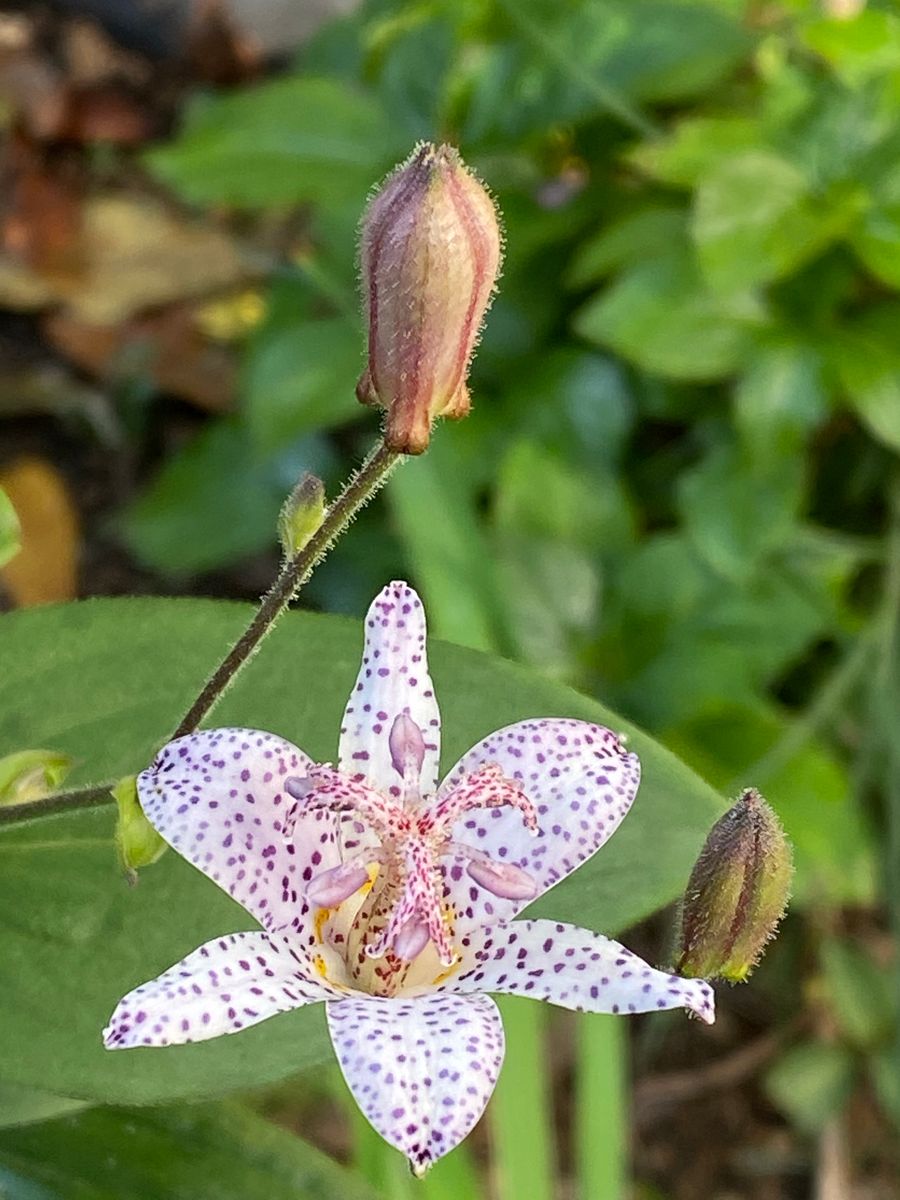 野に咲く花は美しいです