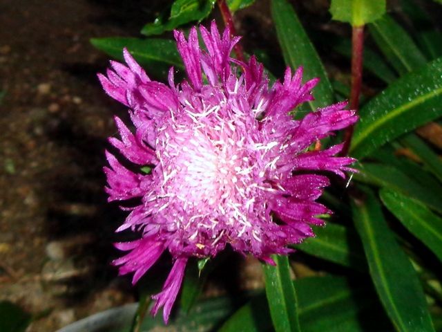 今朝の庭より･･･紫色の花