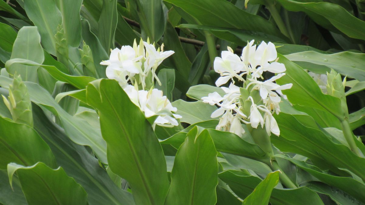 道端の花