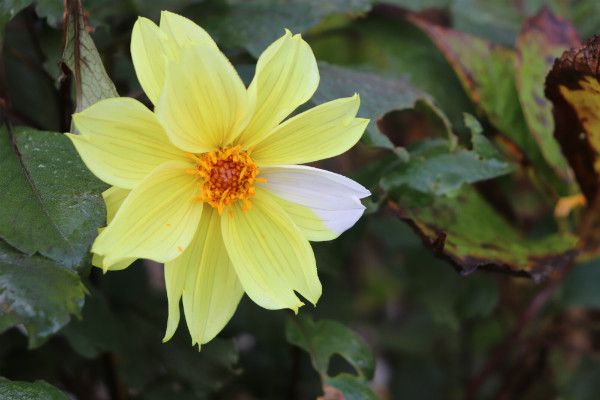 目隠し花壇植え替え