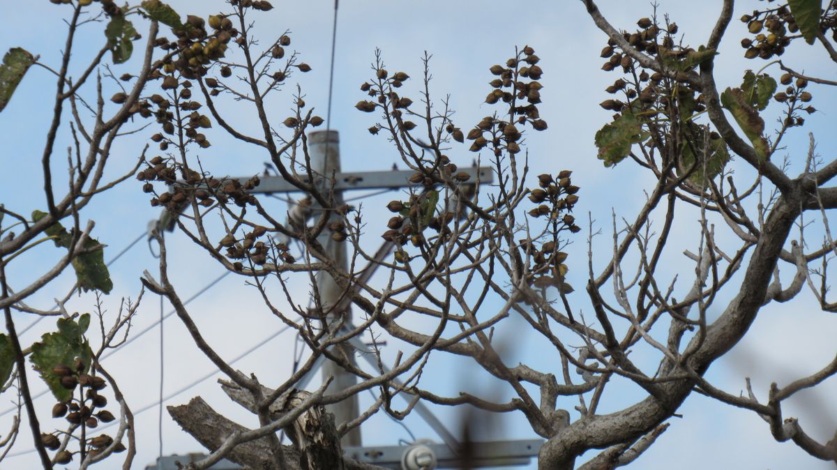 伝説上の鳥「鳳凰がとまる木」桐