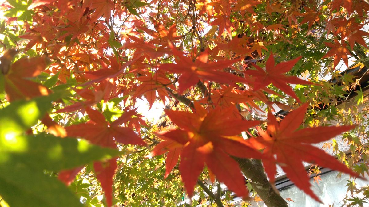 我が家の紅葉