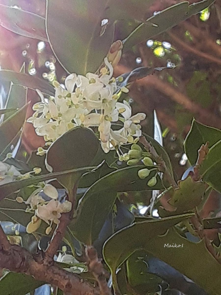 ヒイラギの花、香る。