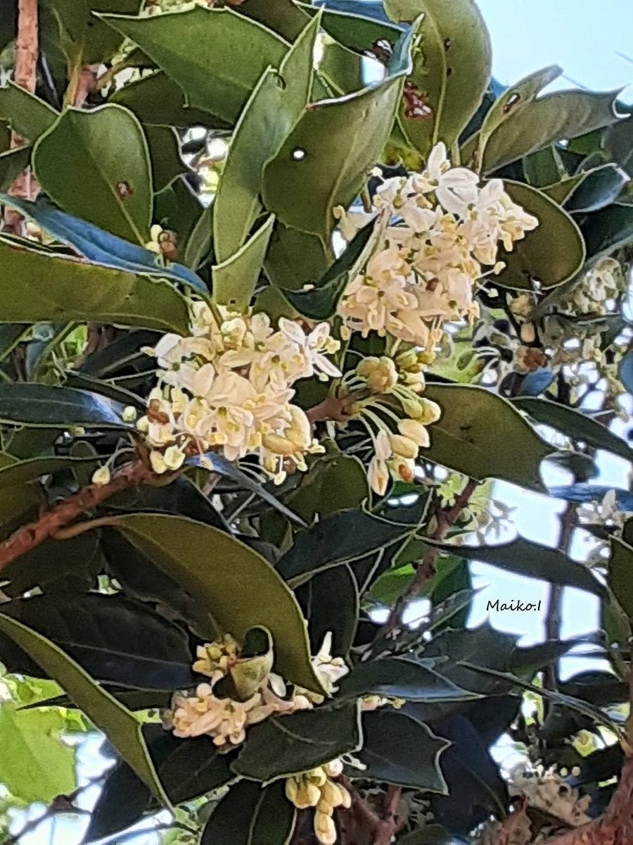 ヒイラギの花、香る。