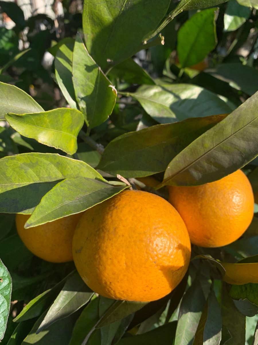 食べ物🍊編