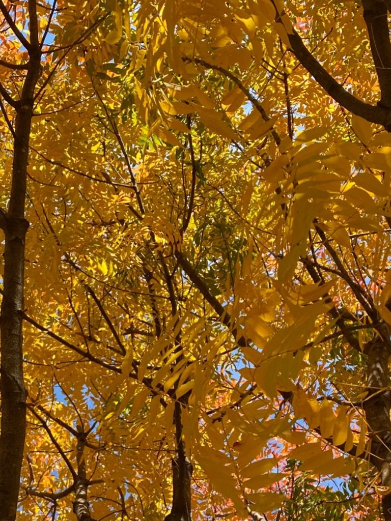 毎秋楽しみな公園の木。