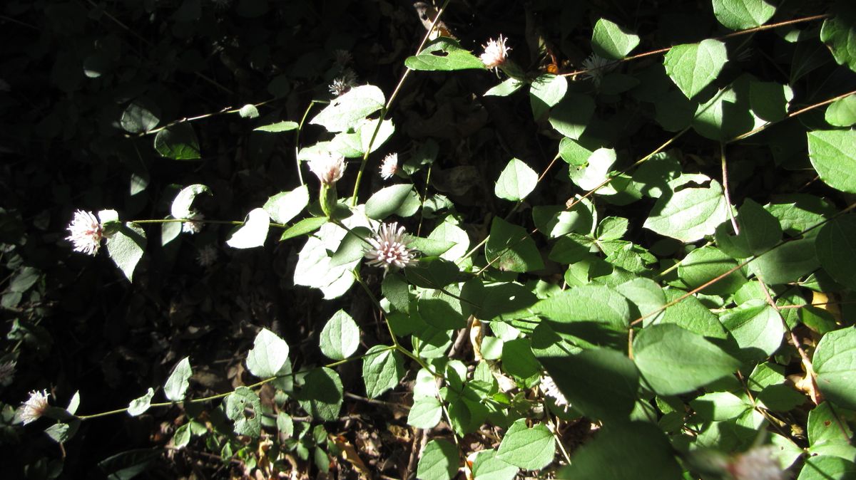 久しぶりに見つけた雑草の花-高野箒