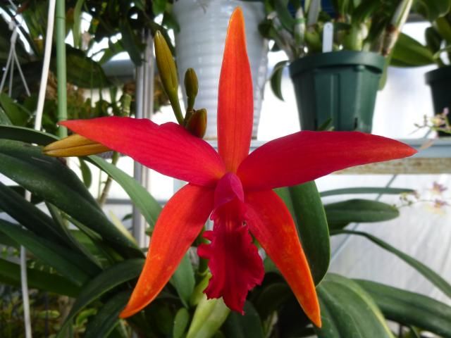 Ctt.Kagaribi Dawn ‘Red Star’ BM/JOGA