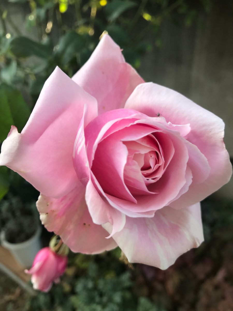 今日のバラ🌹11/15🌹