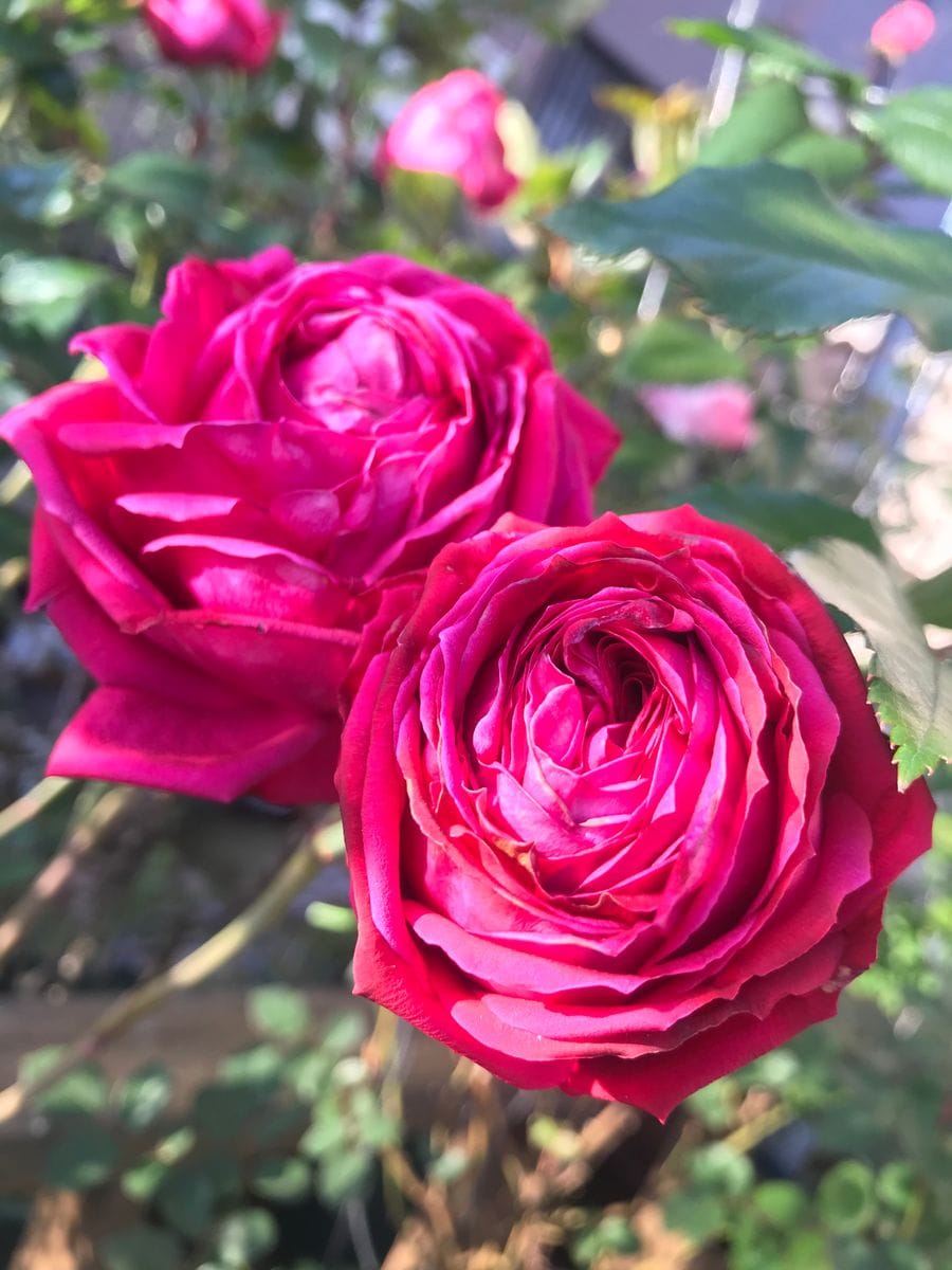 今日のバラ🌹11/15🌹