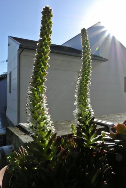 今日の花便り～①