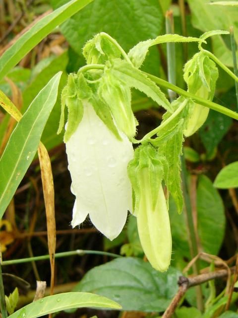 ホタルブクロが開花