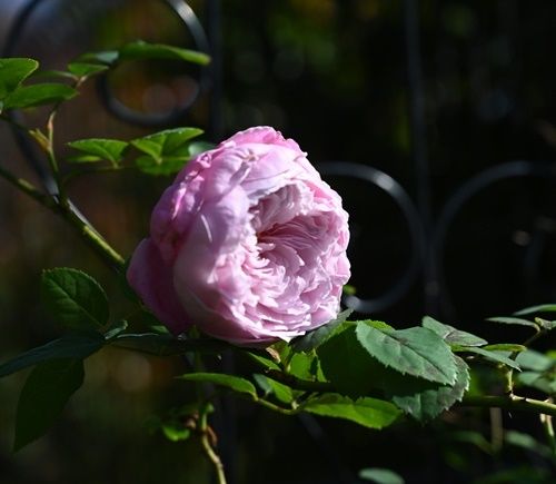 晩秋の花