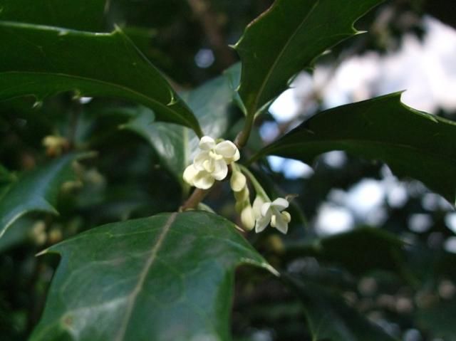 柊の花、そして豆の花