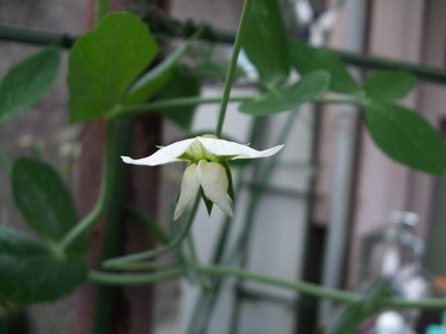 柊の花、そして豆の花