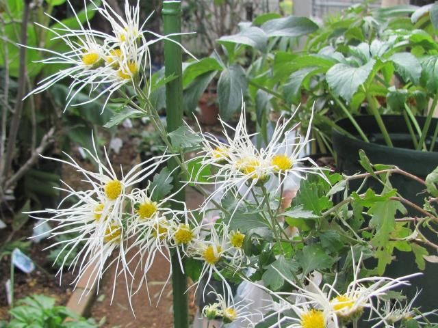 嵯峨菊が満開に