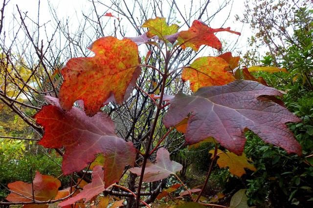 庭の紅葉-3