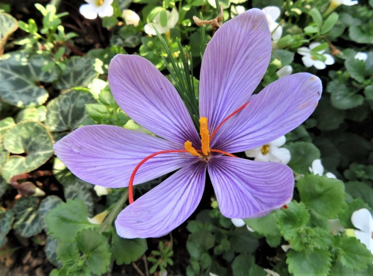 サフランの花