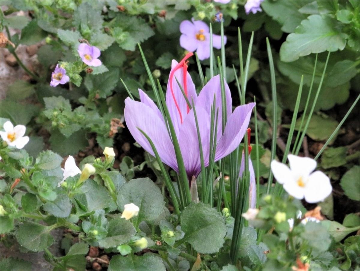 サフランの花