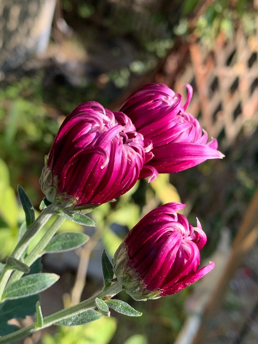 江戸菊の開花！