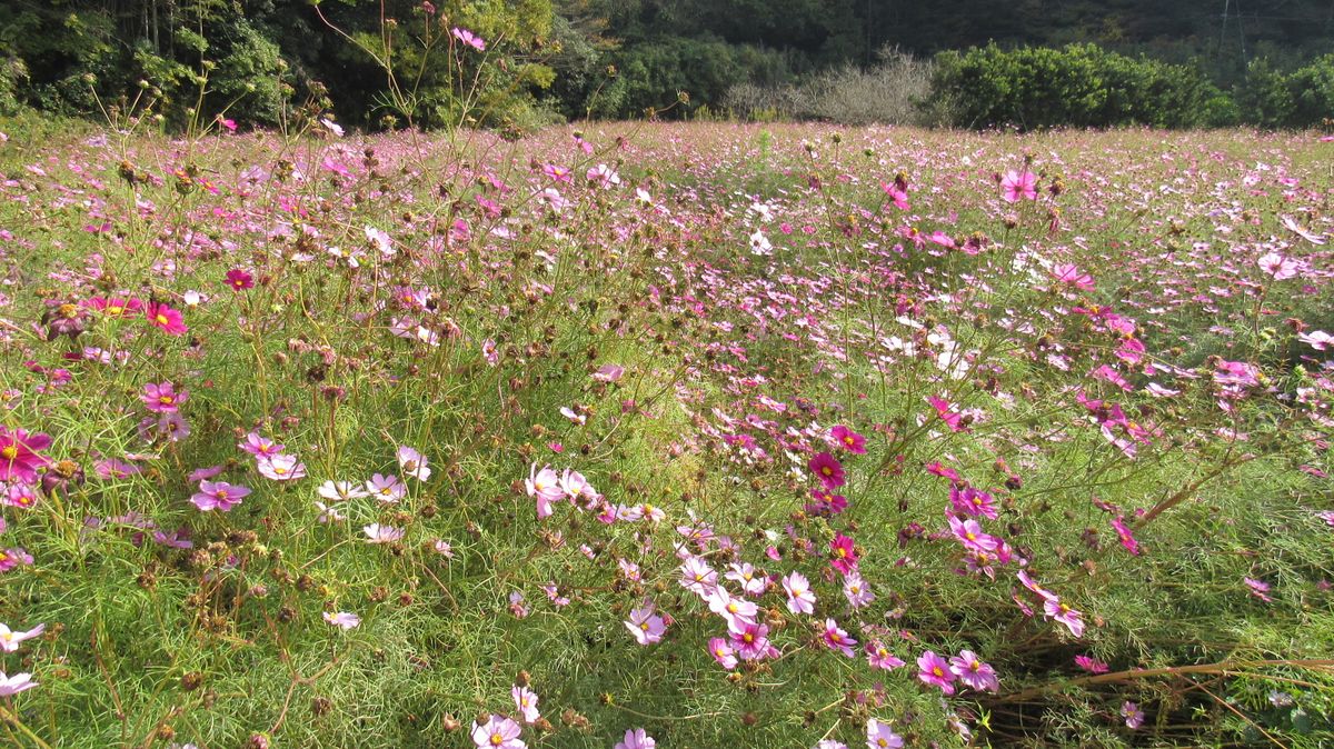 田んぼや畑にコスモスを植える理由