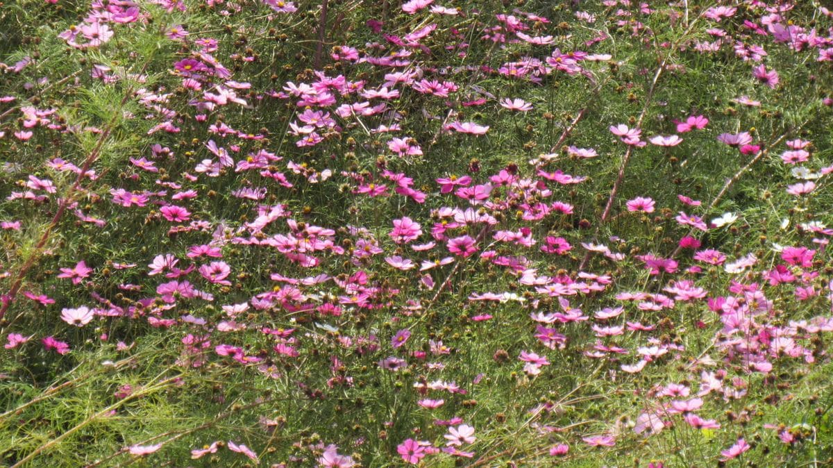 田んぼや畑にコスモスを植える理由