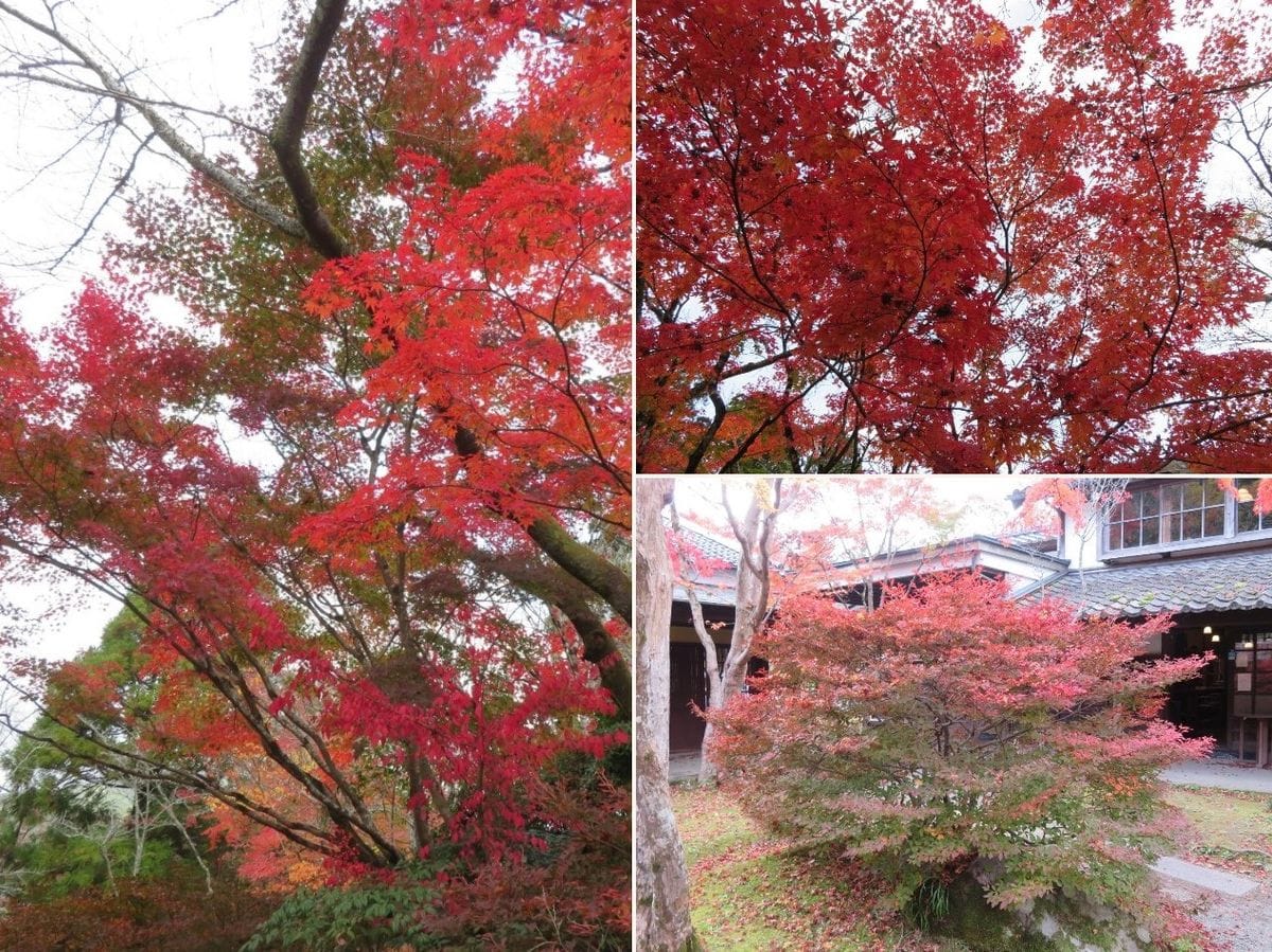 🍁秋の紅葉🍁湯布院(その2)