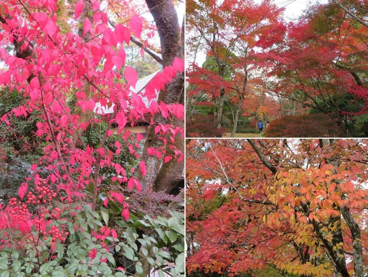 🍁秋の紅葉🍁湯布院(その2)