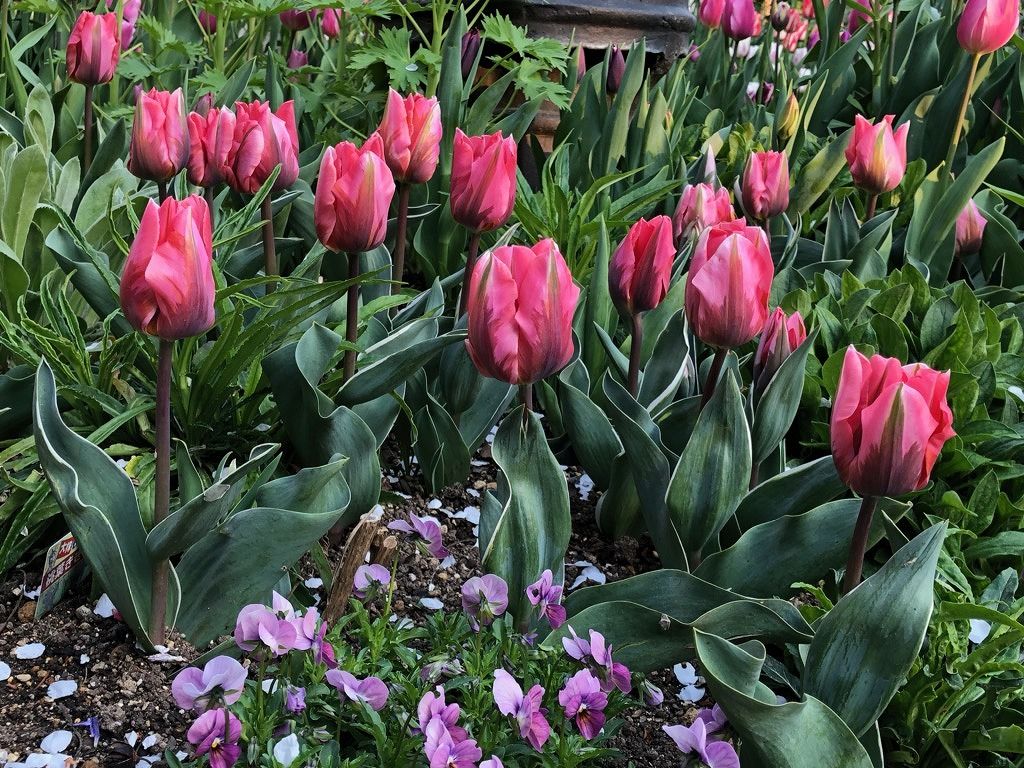 チューリップの植え込み