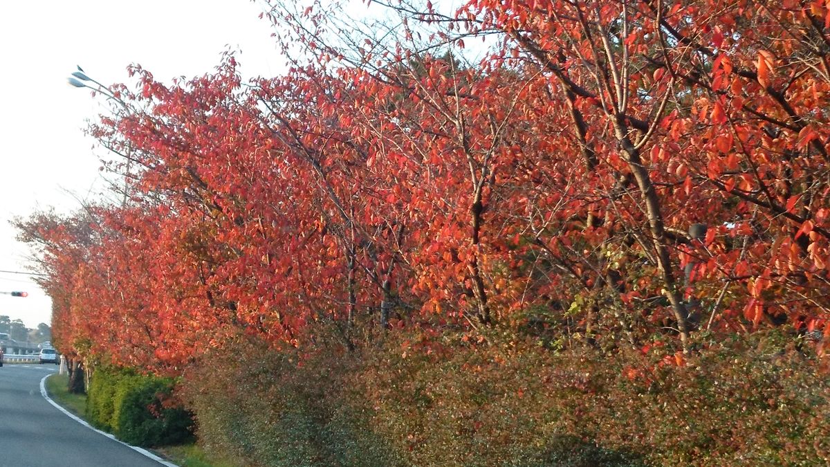 桜の紅葉って