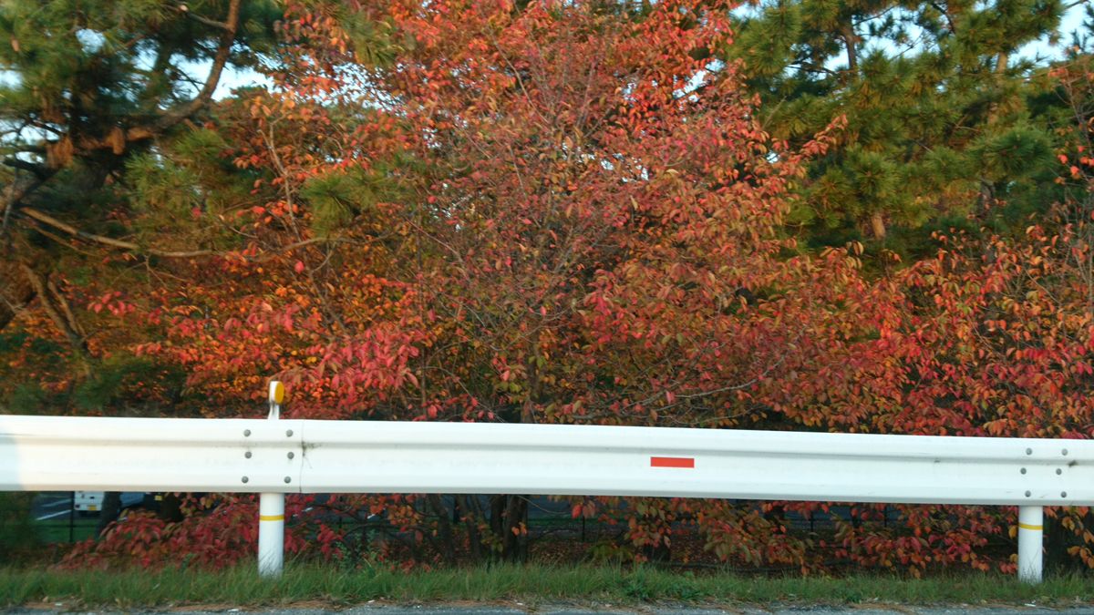 桜の紅葉って