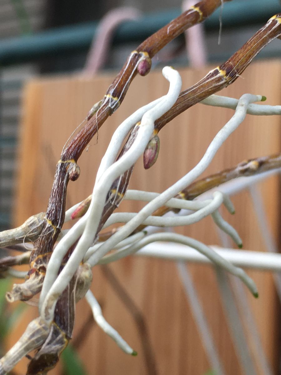 デンドロに花芽