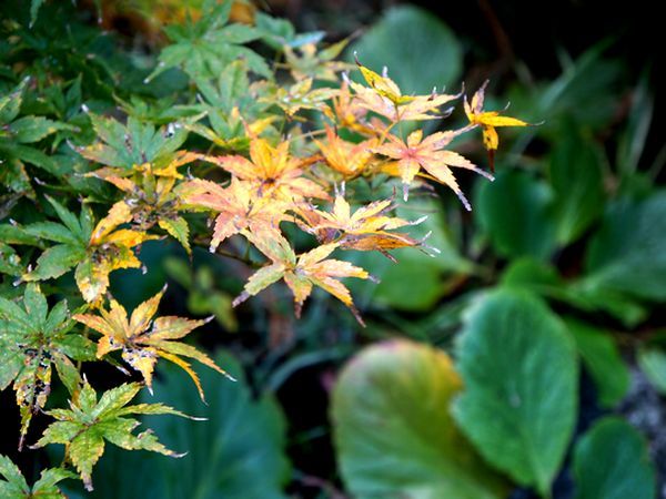 今日の庭から～紅葉