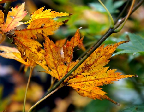 今日の庭から～紅葉