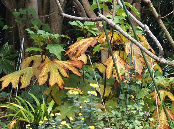 今日の庭から～紅葉