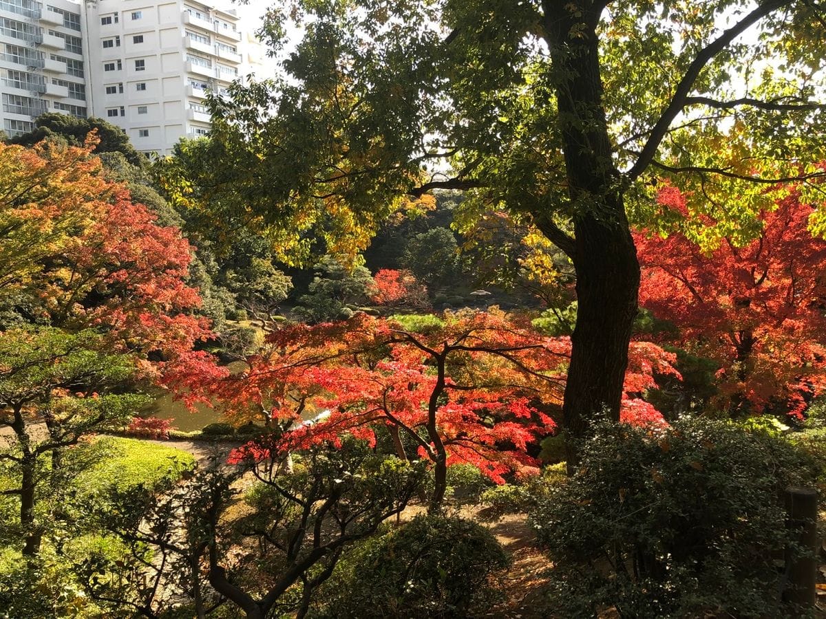 旧古河庭園の紅葉と薔薇