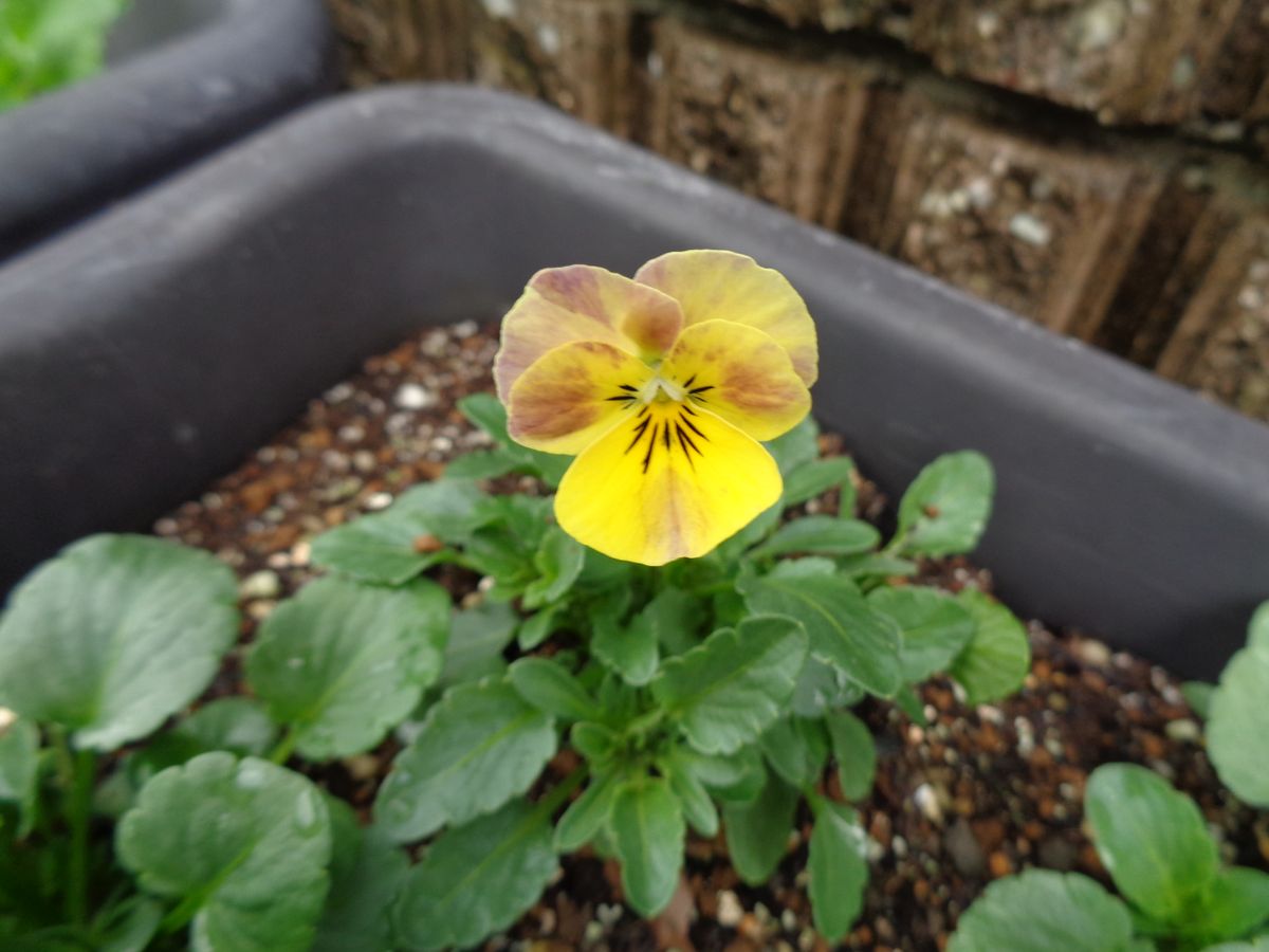 寄せ植えと今日のビオラ