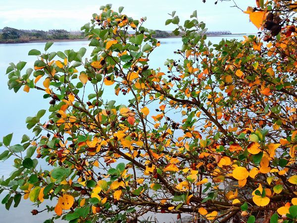 岸辺の紅葉。～ハマボウの木