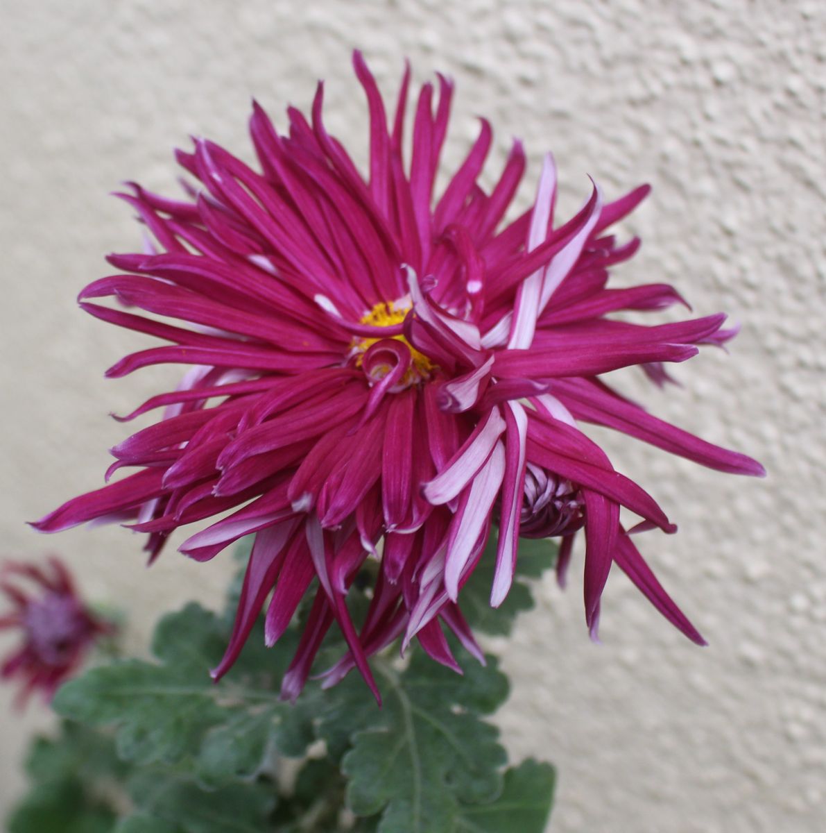 荏原紫玉の芸が始まる